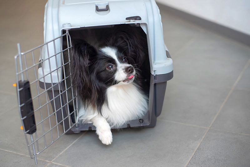 Ultimate Dog Crate Guide: Best Crates For Your Canine 1 the benefits of using dog crates