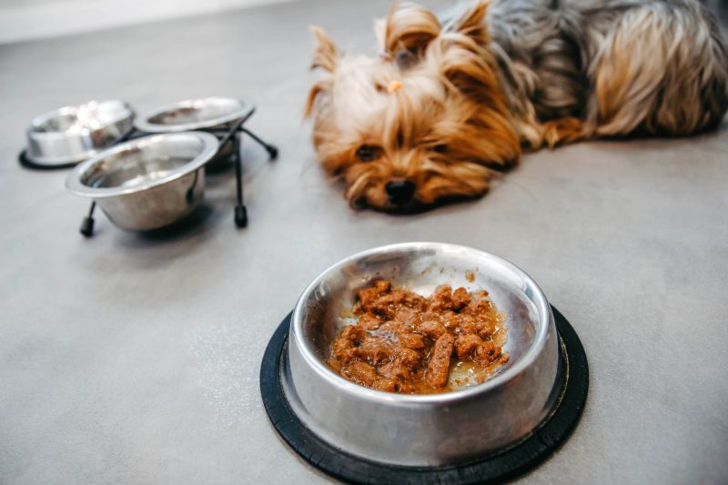 Dog Food Brands to Avoid: What Are the Worst Dog Food Brands? 1 bad dog food characteristics